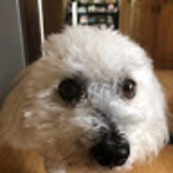 baileybearce